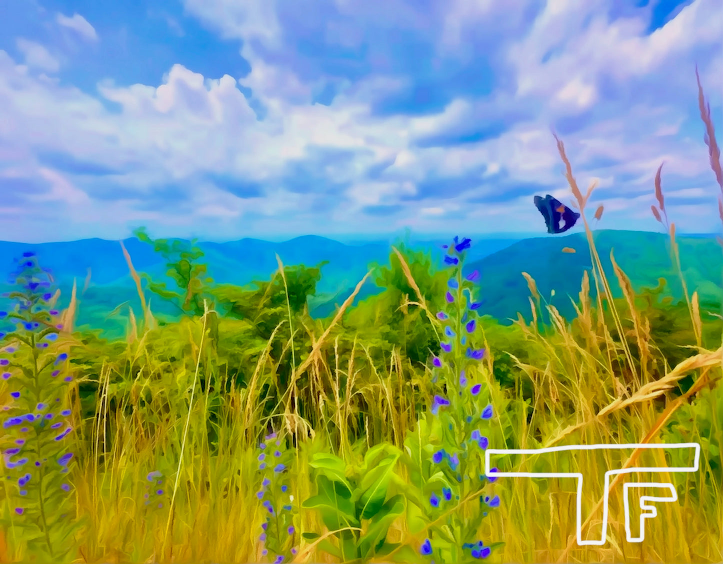 Butterfly in Shenandoah